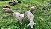 Die Schafe des Bauern blieben ungeimpft. (Symbolbild)