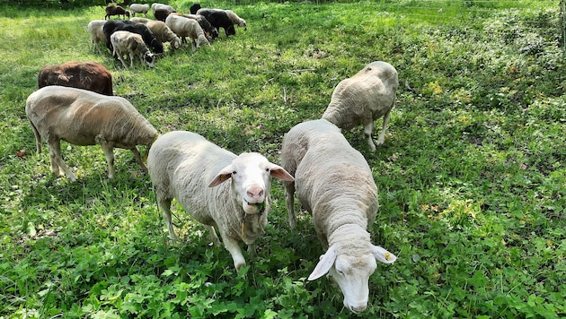 Die Schafe des Bauern blieben ungeimpft. (Symbolbild)