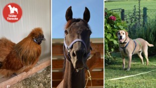 Wer schenkt ihnen das große Glück?