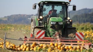 Die Ernten fielen heuer in der Steiermark durchwachsen aus, vor allem bei unserer Leitkultur ...