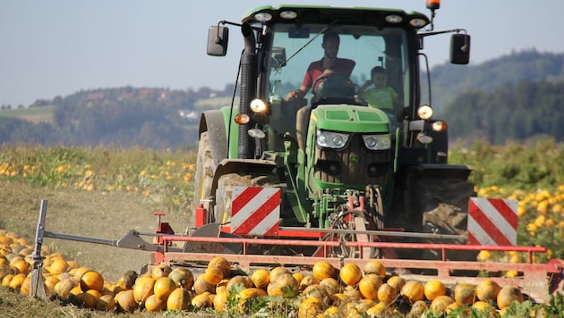 Die Ernten fielen heuer in der Steiermark durchwachsen aus, vor allem bei unserer Leitkultur ...