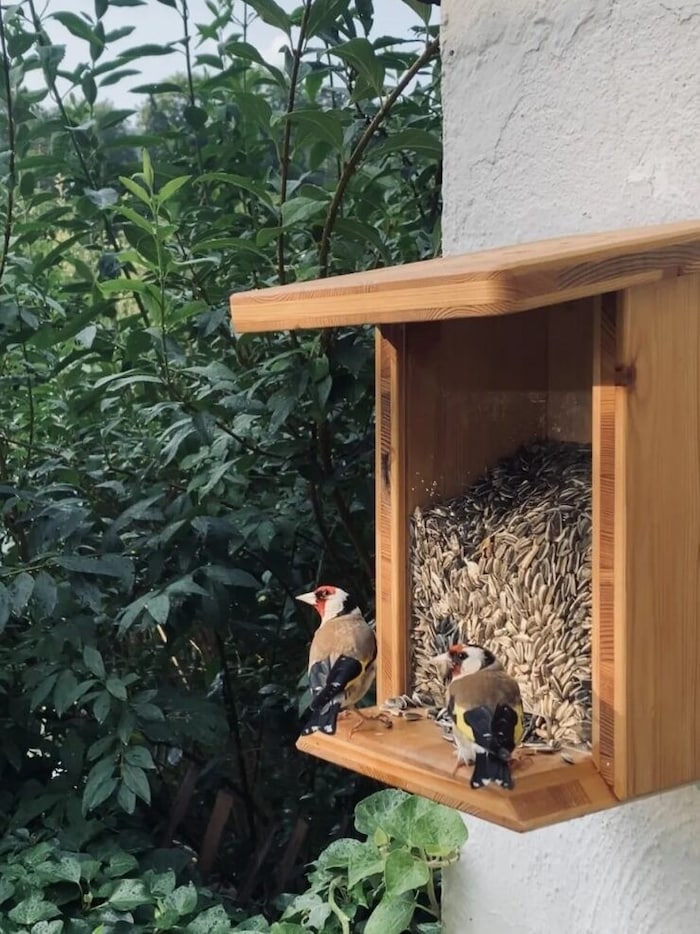 In kalten Wintern ist die Futterstation im Garten eine große Hilfe für Singvögel.