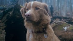 Regisseur Leonberg machte eigenen Hund zum Star: „Good Boy“ – ab sofort im Kino. 