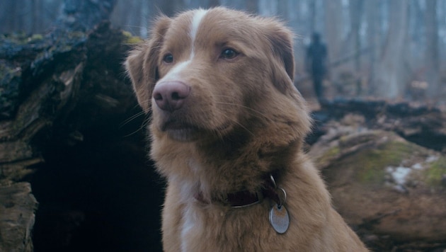 Regisseur Leonberg machte eigenen Hund zum Star: „Good Boy“ – ab sofort im Kino.