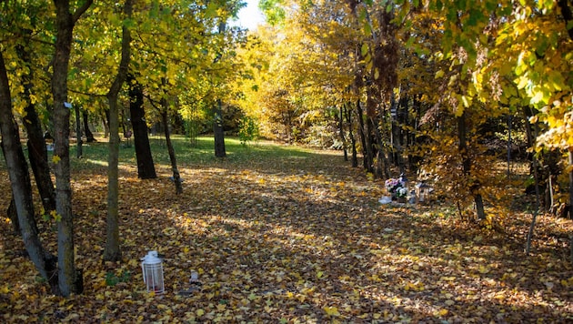 Bunte Blätter, Bäume, hier und da Blumen, eine Laterne oder ähnliches. Das ist der Parkfriedhof ...