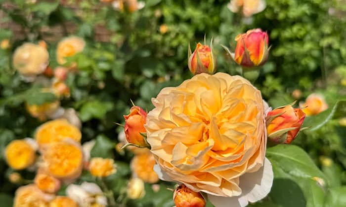 Die Rosen duften unvergleichlich gut.