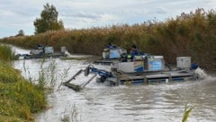 Instandhaltung des Schilfkanals in Purbach.