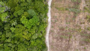 Die Abholzung des Regenwaldes erfolgt vor allem wegen Expansion von Landwirtschaft (Viehzucht, ...