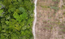 Die Abholzung des Regenwaldes erfolgt vor allem wegen Expansion von Landwirtschaft (Viehzucht, ...