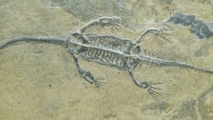 stock.adobe.com null Es kann ziemlich schnell gehen: In der Erdgeschichte gab es fünf große Aussterbeereignisse. So ...