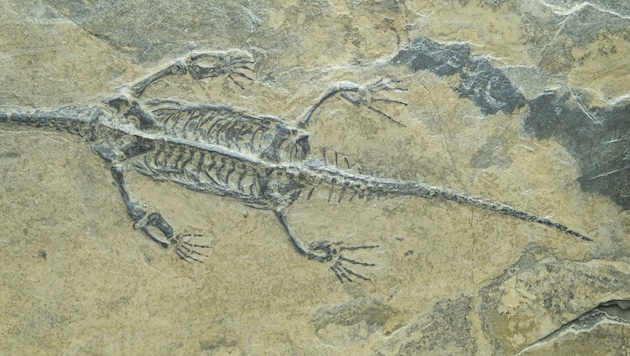 Es kann ziemlich schnell gehen: In der Erdgeschichte gab es fünf große Aussterbeereignisse. So ...