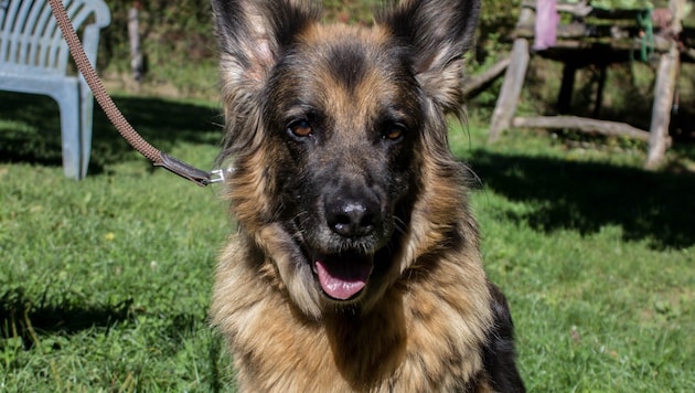 Gina würde sich über eine zweite Chance freuen.