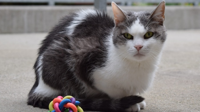 Mira wartet auf eine Familie.