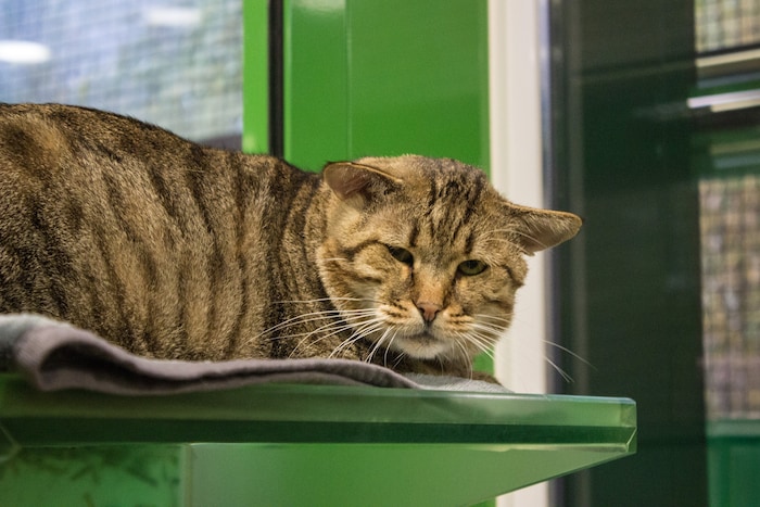 Pauli schaut zwar grimmig, ist aber ein lieber Kerl.