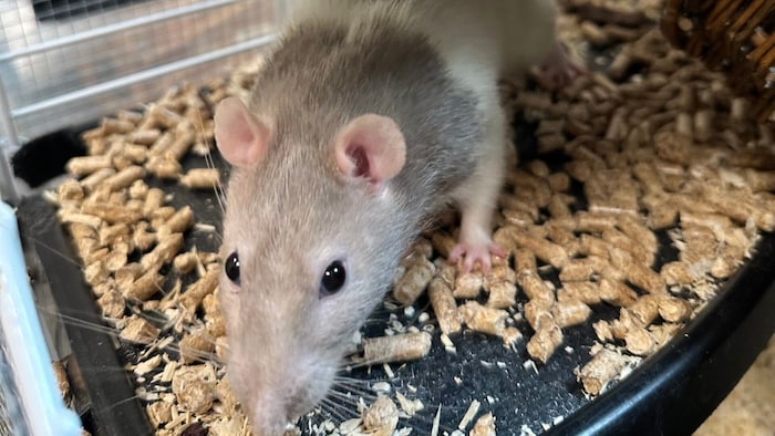 Brownie sucht eine neue Gruppe.