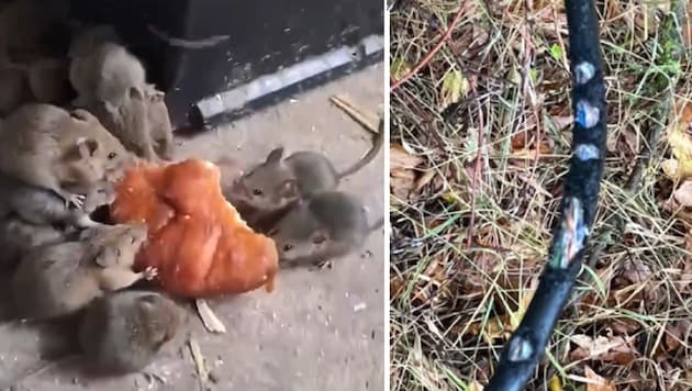 From croissants to cables for military equipment: according to Russian soldiers, the mice at the ...