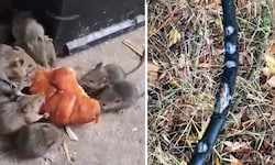 Ob Croissant oder Kabel für militärische Ausrüstung: Laut russischen Soldaten knabbern die Mäuse ...