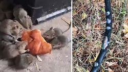 Ob Croissant oder Kabel für militärische Ausrüstung: Laut russischen Soldaten knabbern die Mäuse ...