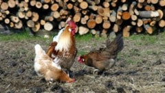 Noch gilt für Geflügel keine Stallpflicht.