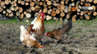 Noch gilt für Geflügel keine Stallpflicht.