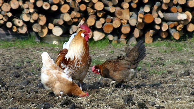 Noch gilt für Geflügel keine Stallpflicht.