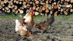 Noch gilt für Geflügel keine Stallpflicht.