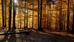 Das Gedenken um unsere Verstorbenen wandelt sich: Die Natur liegt in Niederösterreich als letzte ...
