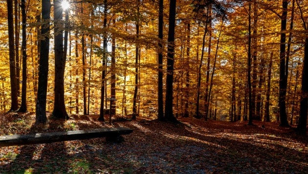 Das Gedenken um unsere Verstorbenen wandelt sich: Die Natur liegt in Niederösterreich als letzte ...