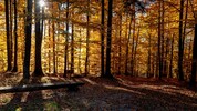 Das Gedenken um unsere Verstorbenen wandelt sich: Die Natur liegt in Niederösterreich als letzte ...