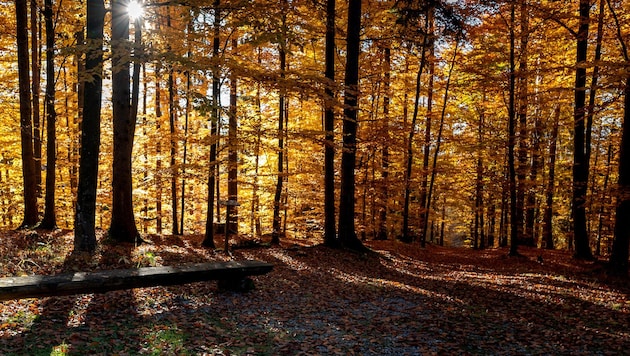 Das Gedenken um unsere Verstorbenen wandelt sich: Die Natur liegt in Niederösterreich als letzte ...