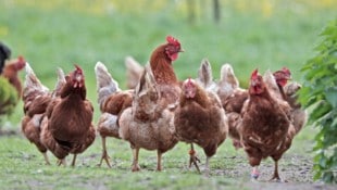 Sollte die Vogelgrippe bei uns auftreten droht als letzte Vorsorgemaßnahme Stallfpflicht. Doch ...