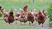 Sollte die Vogelgrippe bei uns auftreten droht als letzte Vorsorgemaßnahme Stallfpflicht. Doch ...