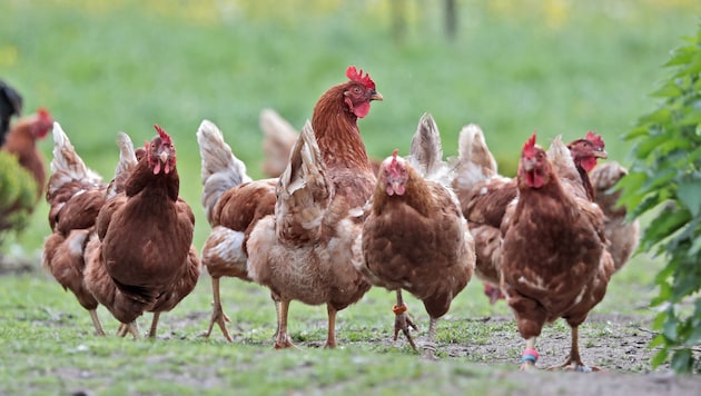 Sollte die Vogelgrippe bei uns auftreten droht als letzte Vorsorgemaßnahme Stallfpflicht. Doch ...