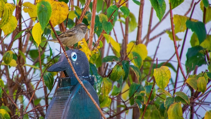 Rast machen die Vögel auch gerne auf dem Futterspender.