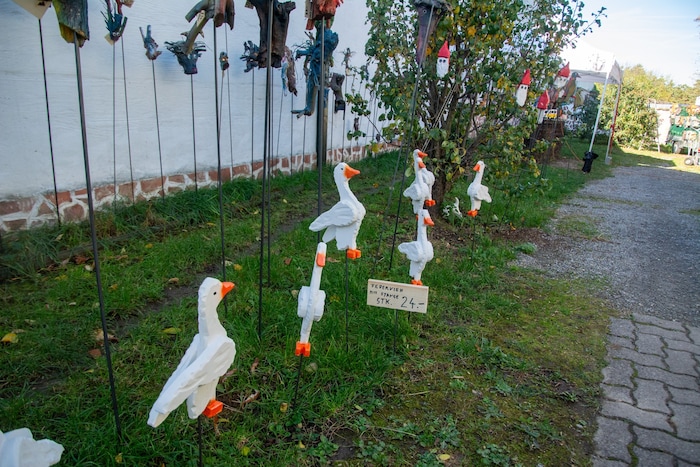 Die Gänse haben jetzt Hauptsaison.