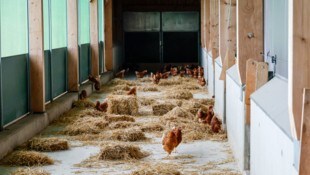 In einem Wintergarten sind die Tiere von Hans-Peter Kreiseder geschützt. 