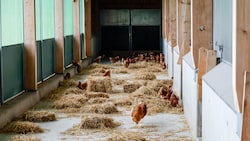 In einem Wintergarten sind die Tiere von Hans-Peter Kreiseder geschützt. 