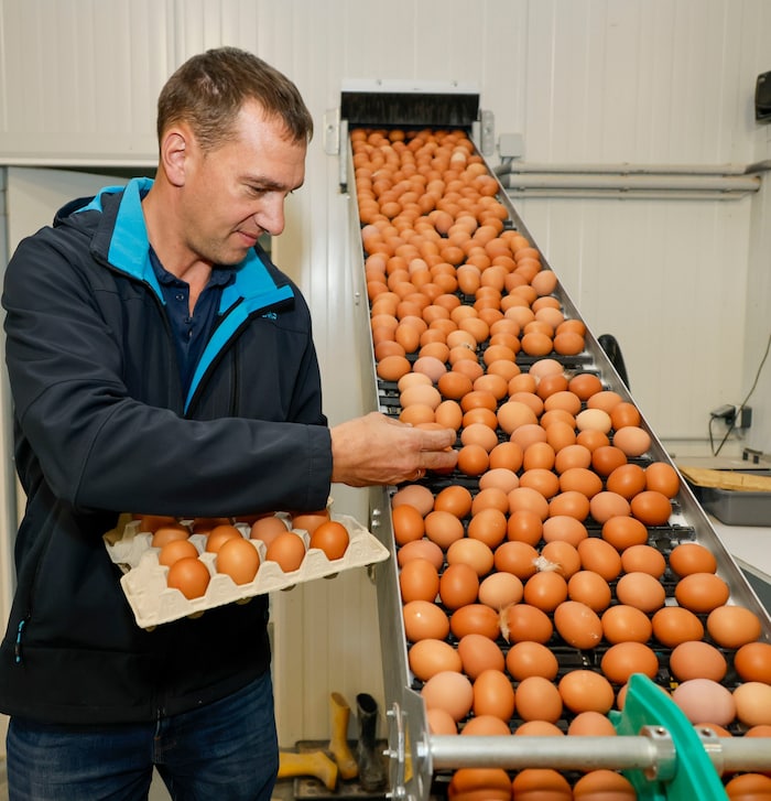 Peter Kreiseders Hühner legen 5000 Eier am Tag. Eine Versicherung hat er, aber nicht für ...