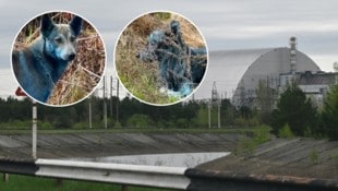 Diese Bilder von blau eingefärbten Hunden sorgten für viel Sorge bei Tierfreunden.