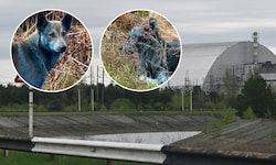Diese Bilder von blau eingefärbten Hunden sorgten für viel Sorge bei Tierfreunden.