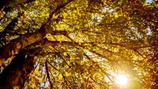Nächste Woche zeigt sich der Herbst von seiner positiven Seite: Viel Sonnenschein, mildere ...