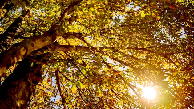 Nächste Woche zeigt sich der Herbst von seiner positiven Seite: Viel Sonnenschein, mildere ...