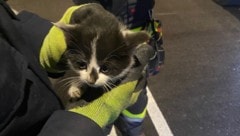 Leicht verdutzt, aber unversehrt, konnte das Kätzchen befreit werden.