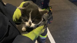 Leicht verdutzt, aber unversehrt, konnte das Kätzchen befreit werden.