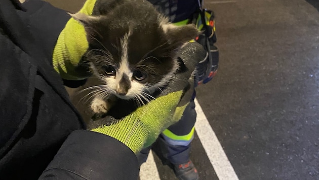 Leicht verdutzt, aber unversehrt, konnte das Kätzchen befreit werden.