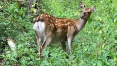 Der Unbekannte hat es auf ein Reh abgesehen.