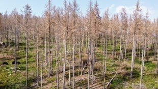 Das Borkenkäfer-Problem ist in ganz Europa so sichtbar, dass sich dadurch sogar das ...