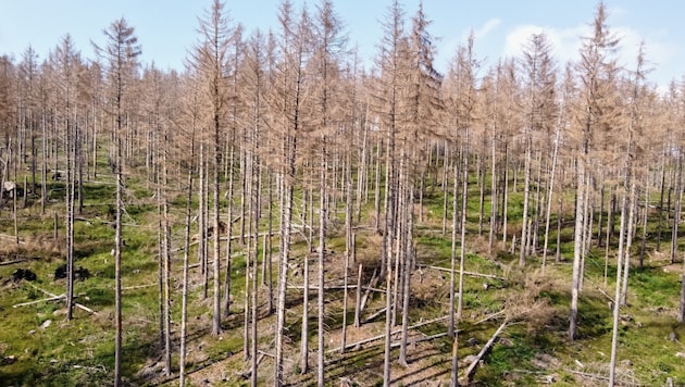 Das Borkenkäfer-Problem ist in ganz Europa so sichtbar, dass sich dadurch sogar das ...