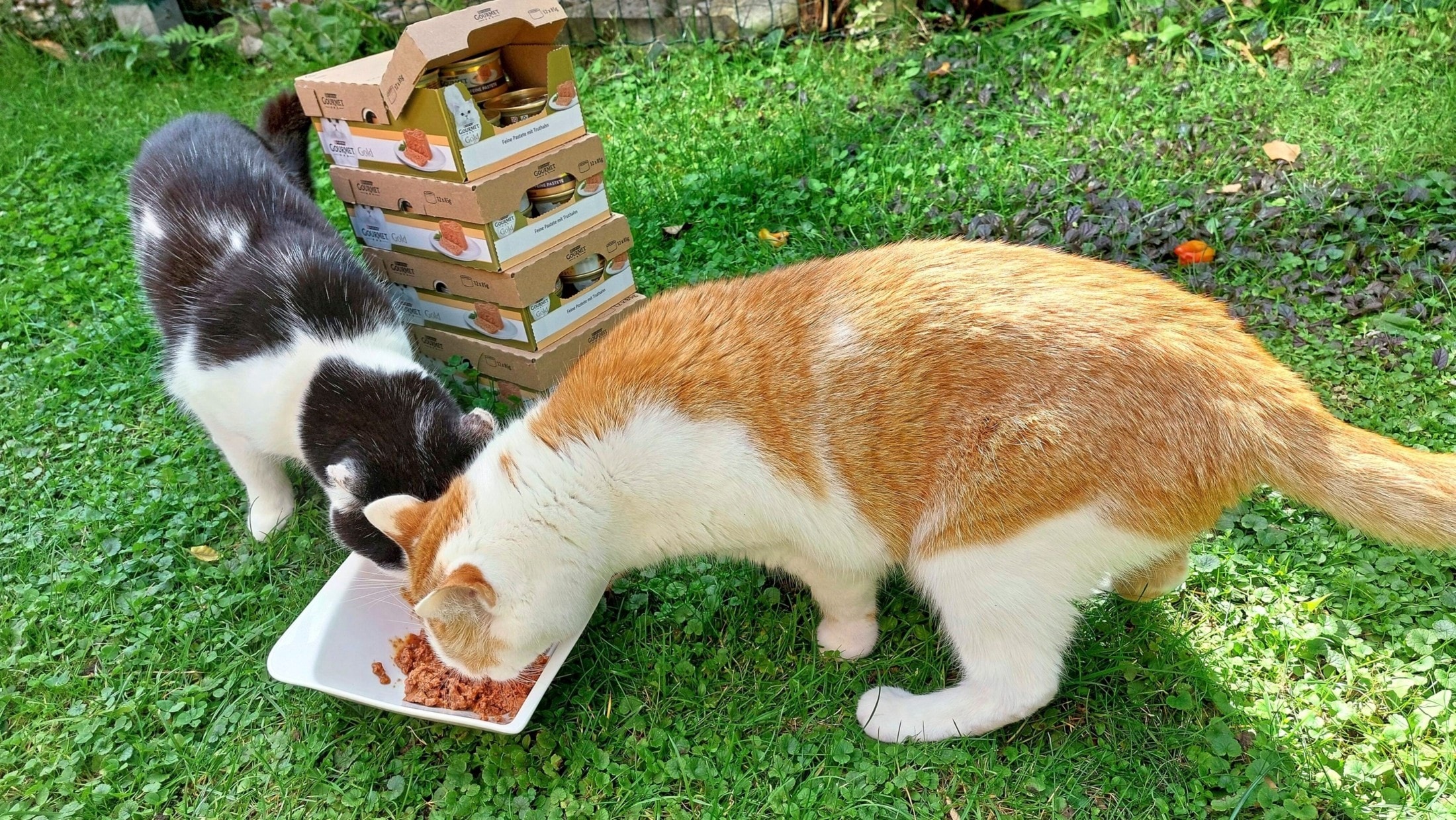 Wir haben Tierfutter im Wert von 200.000 Euro an Vereine und Tierschützer in ganz Österreich ...