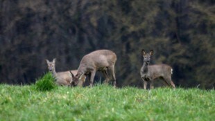 Der Unbekannte hat es auf Rehe abgesehen.
